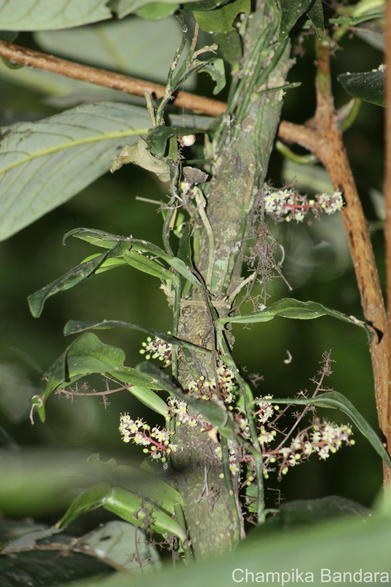 Semecarpus marginatus Thwaites